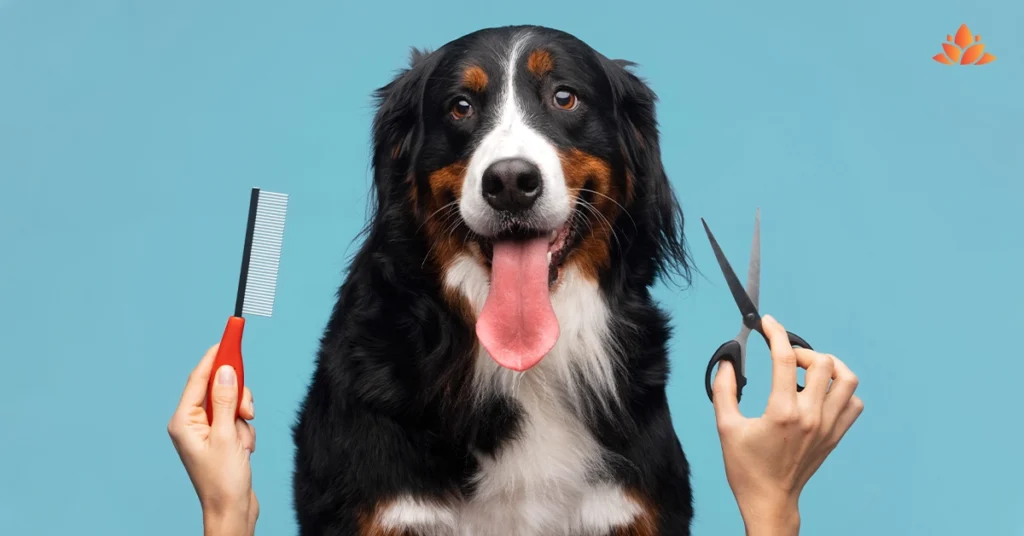Start A Pet Grooming Business | Dubai